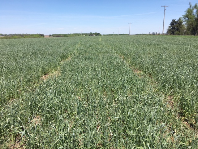 Recently terminated cover crop mix, May 2018