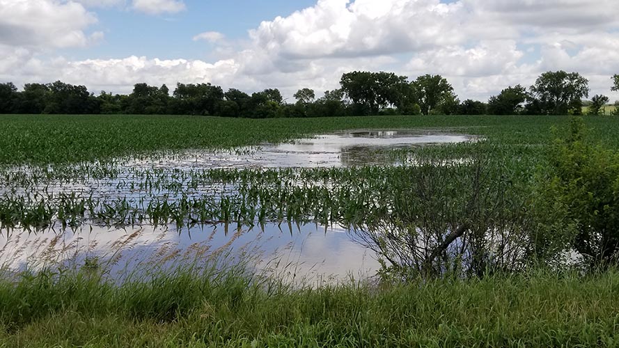 Cropland flooding in western Colfax County June 26, 2018