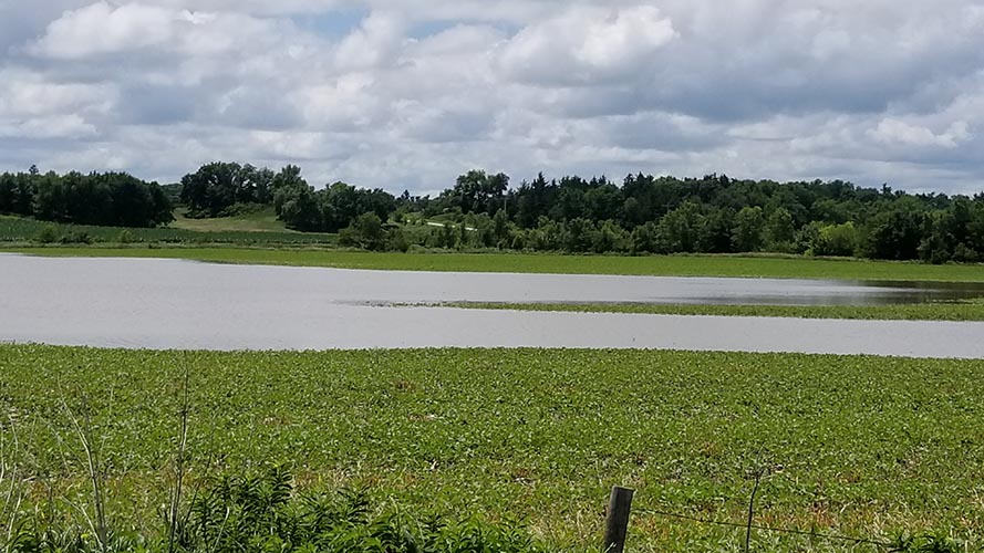 Figure 1. Cropland flooding in western Colfax County along Shell Creek. (Photos by Aaron Nygren)