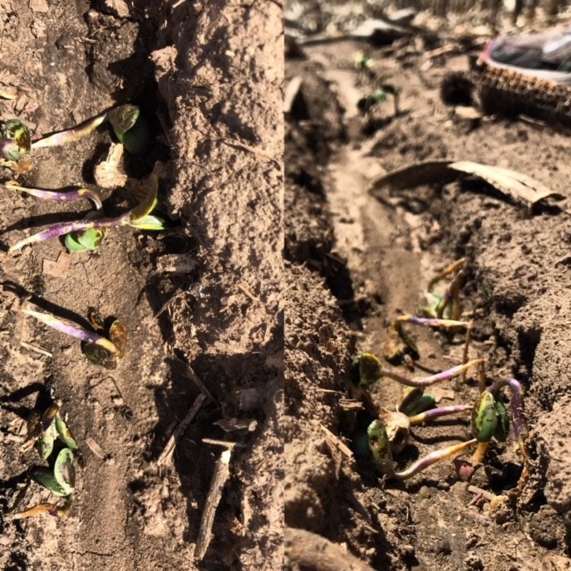 Soybean seedling death