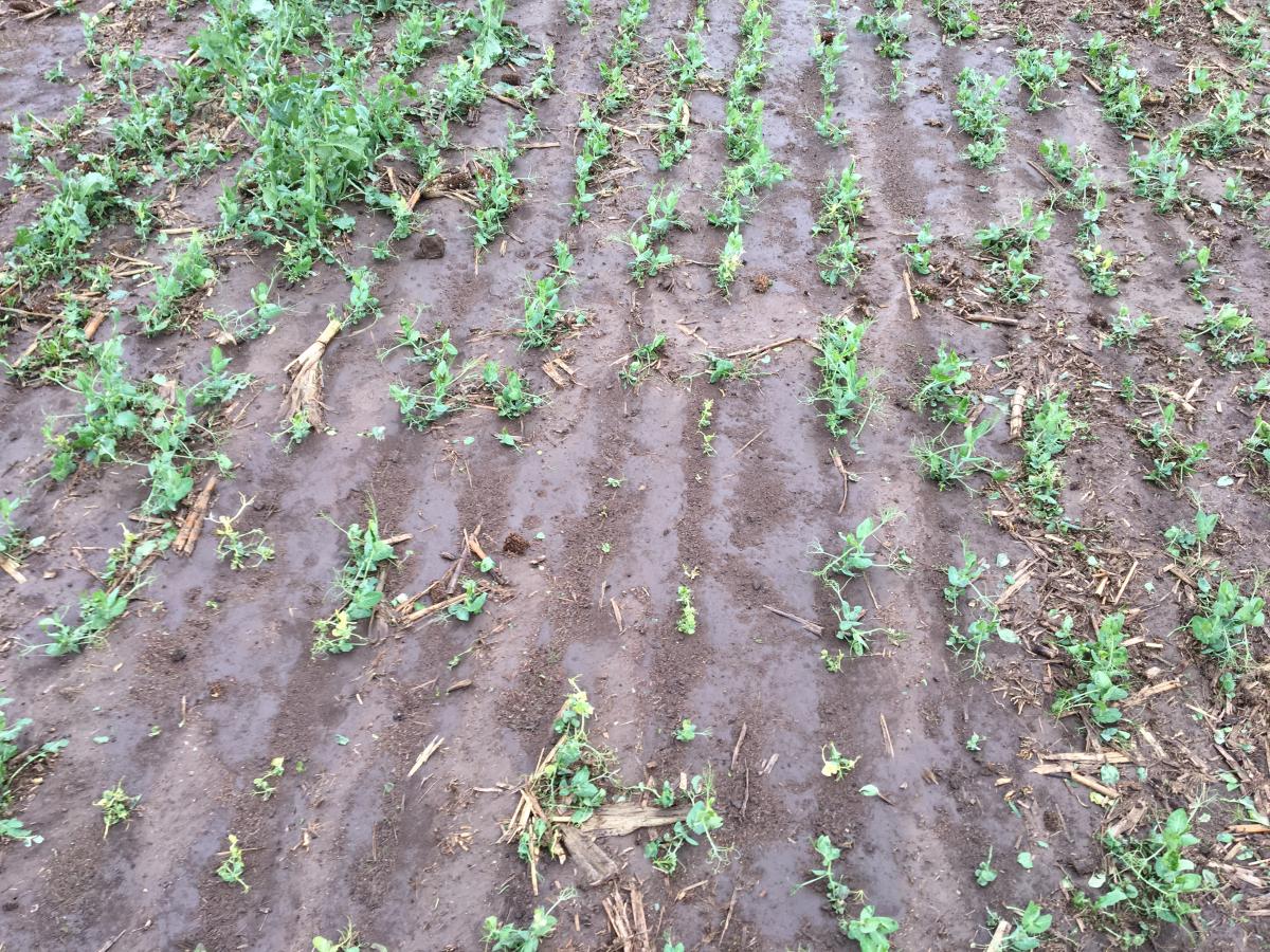Field peas damaged by hail