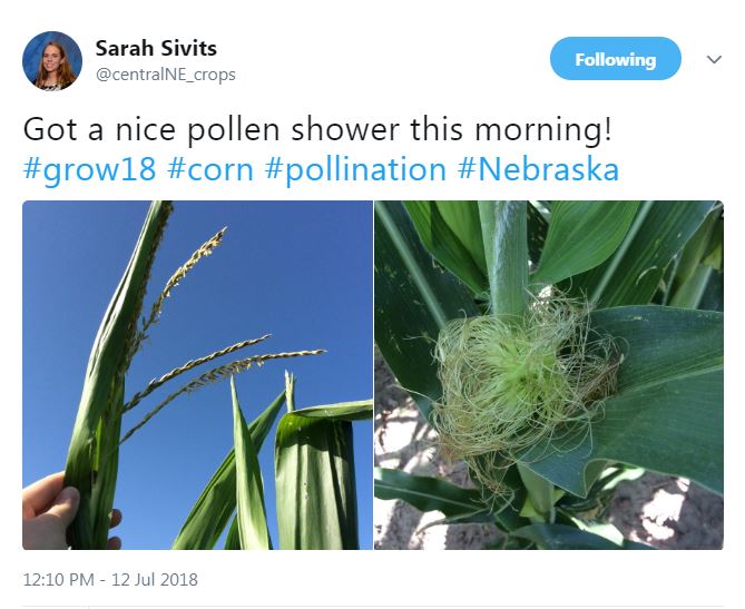Sarah Sivits crop report tweet