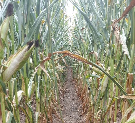 Richardson County corn field
