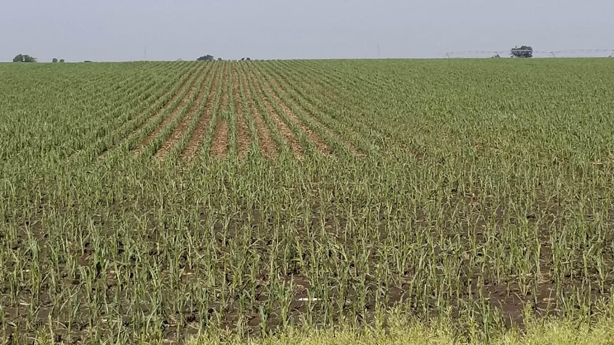 Hail damage to corn