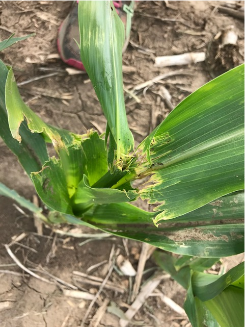 Stinkbug damage to corn leaves