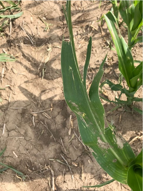 Storm damage to corn