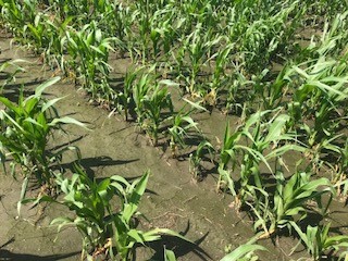 Water-stressed corn