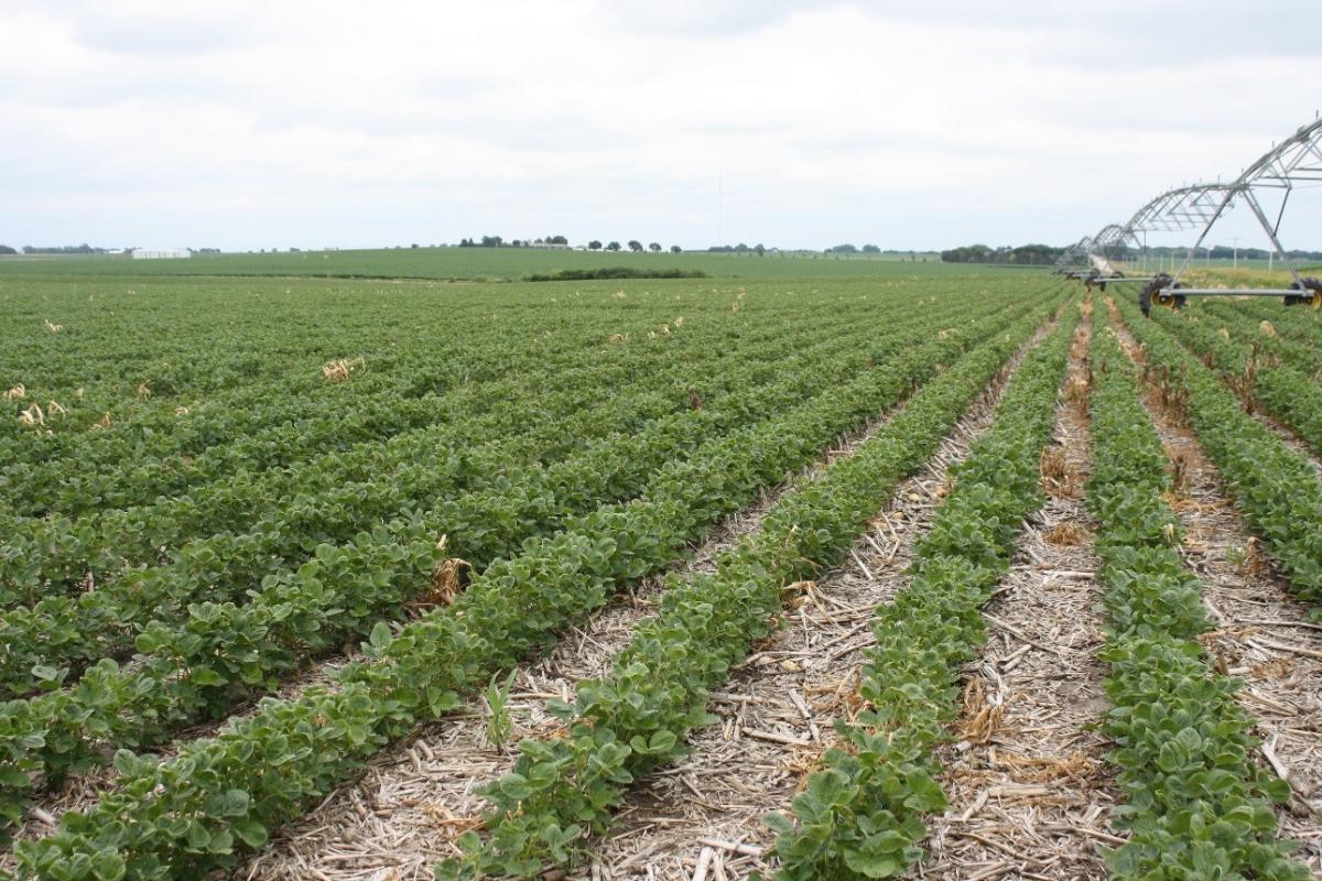 Suspected dicamba injury to soybeans in Adams County