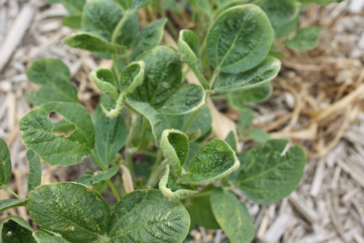 Suspected dicamba injury to soybeans in Adams County
