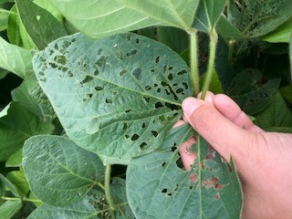 Japanese beetle injury to soybean