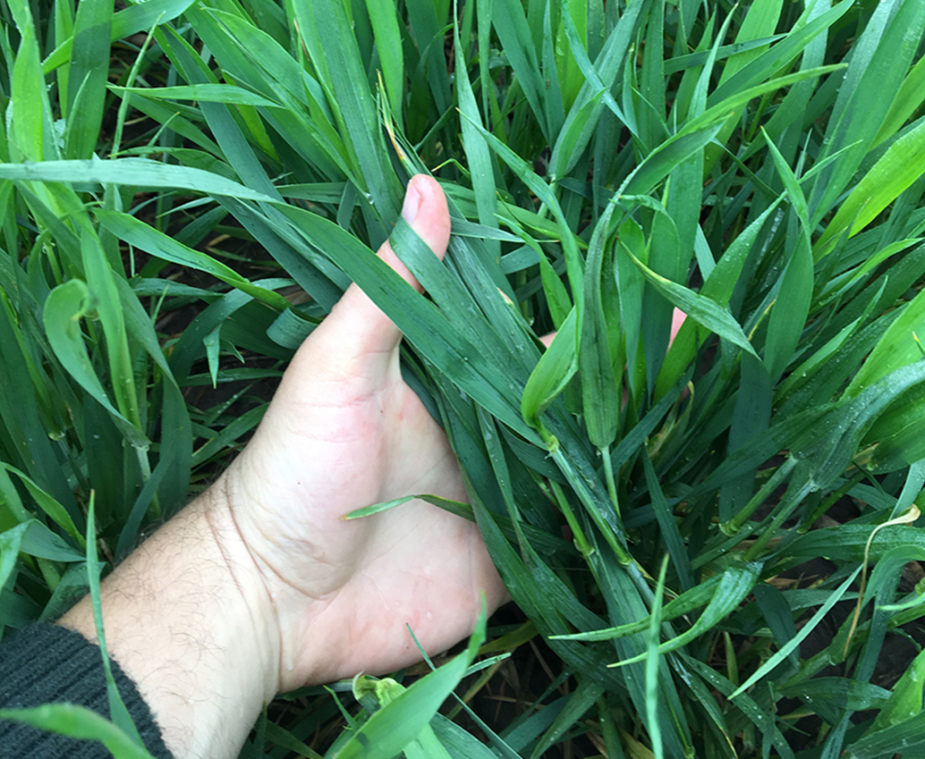 Minor hail damage to wheat in Grant area