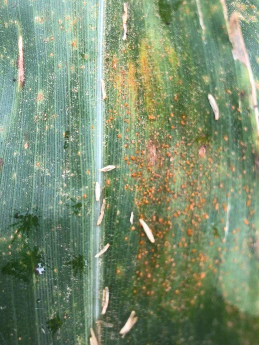 Southern rust on corn