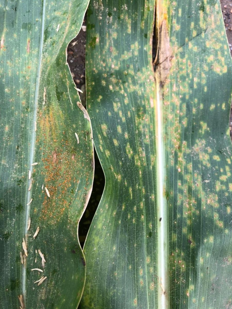 Southern rust on corn