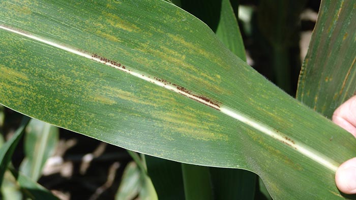 Physoderma bands on corn leaves