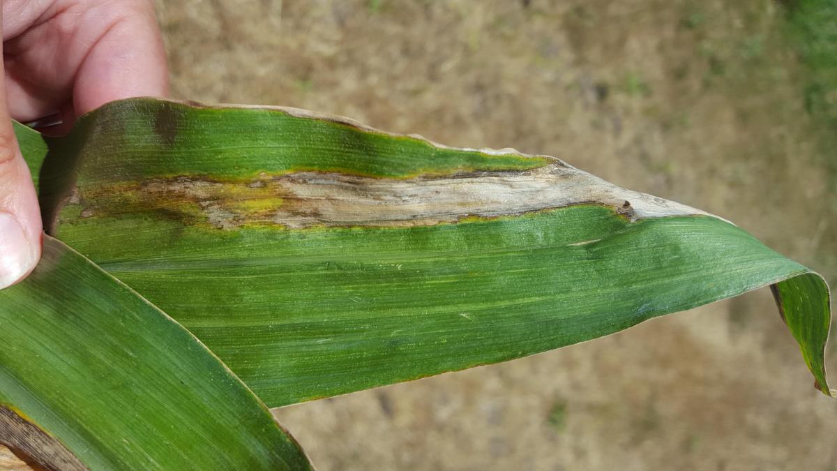 Goss's leaf blight on a corn leaf