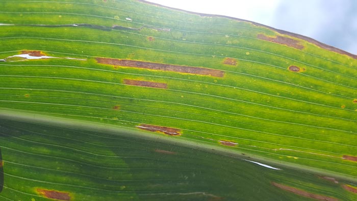 Backlit gray leaf spot lesions on a corn leaf
