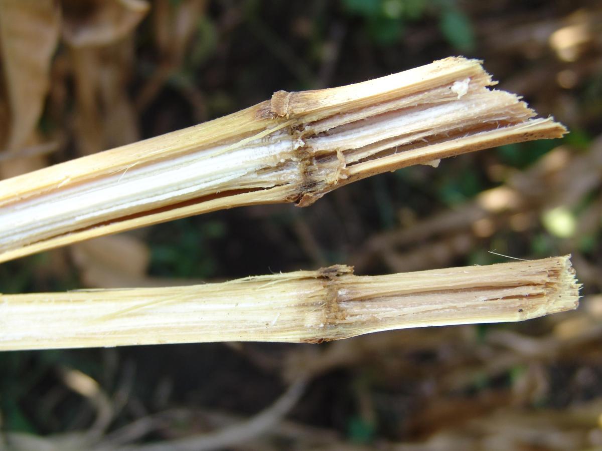 stalk rot of corn