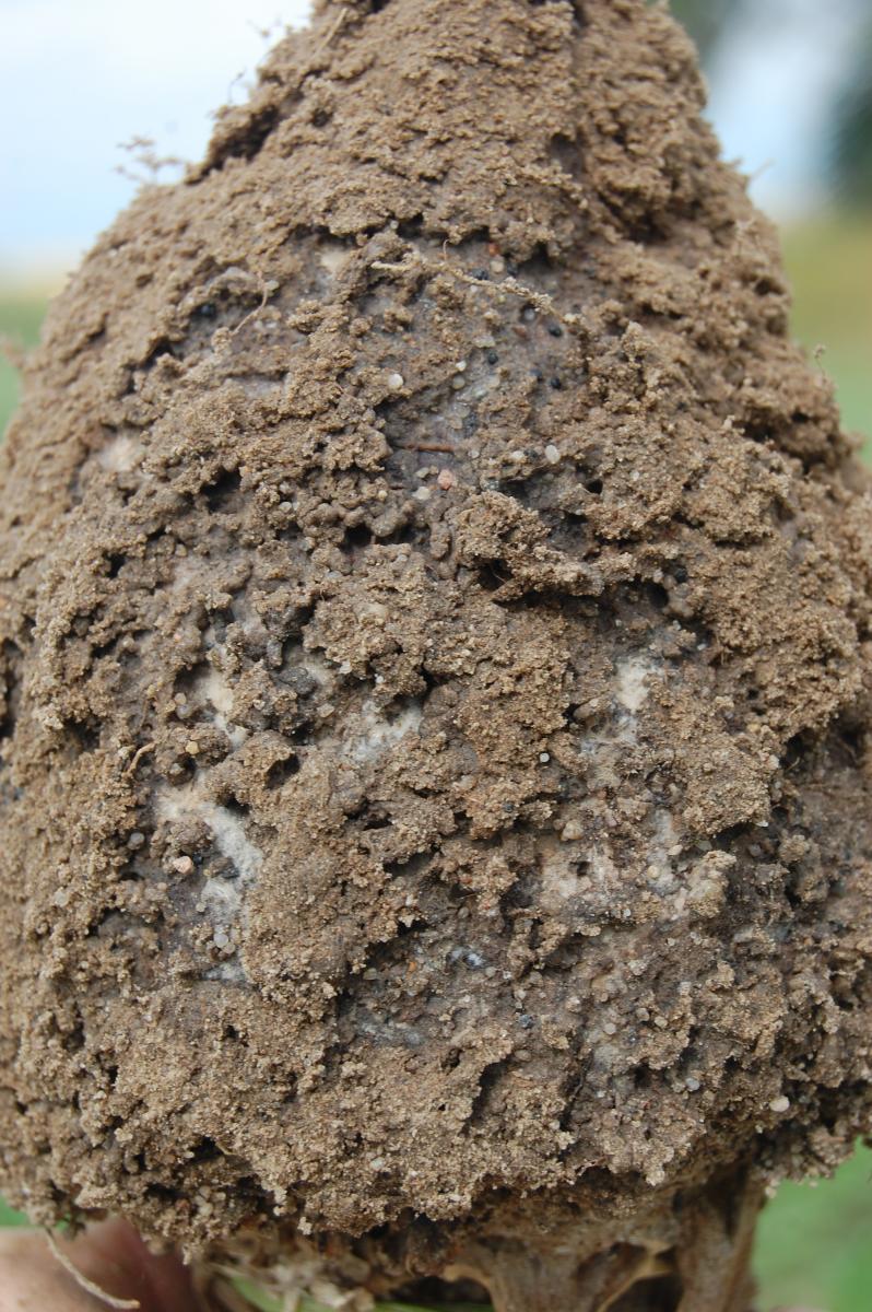 Violet root rot (rhizoctonia crocorum) in soil