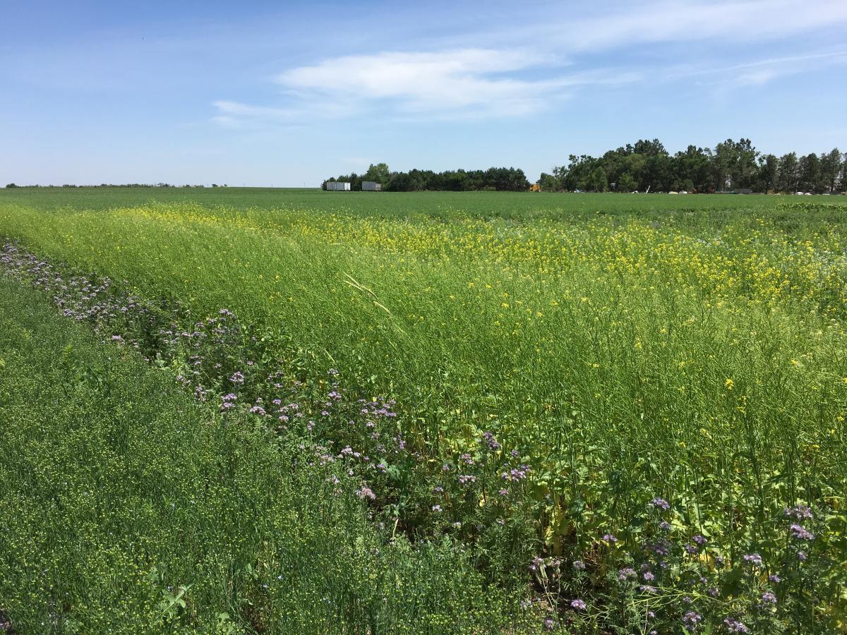 Cover crops at field day site