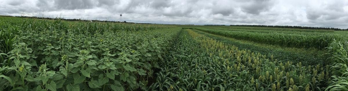Double crops planted on June 12 after field pea harvest