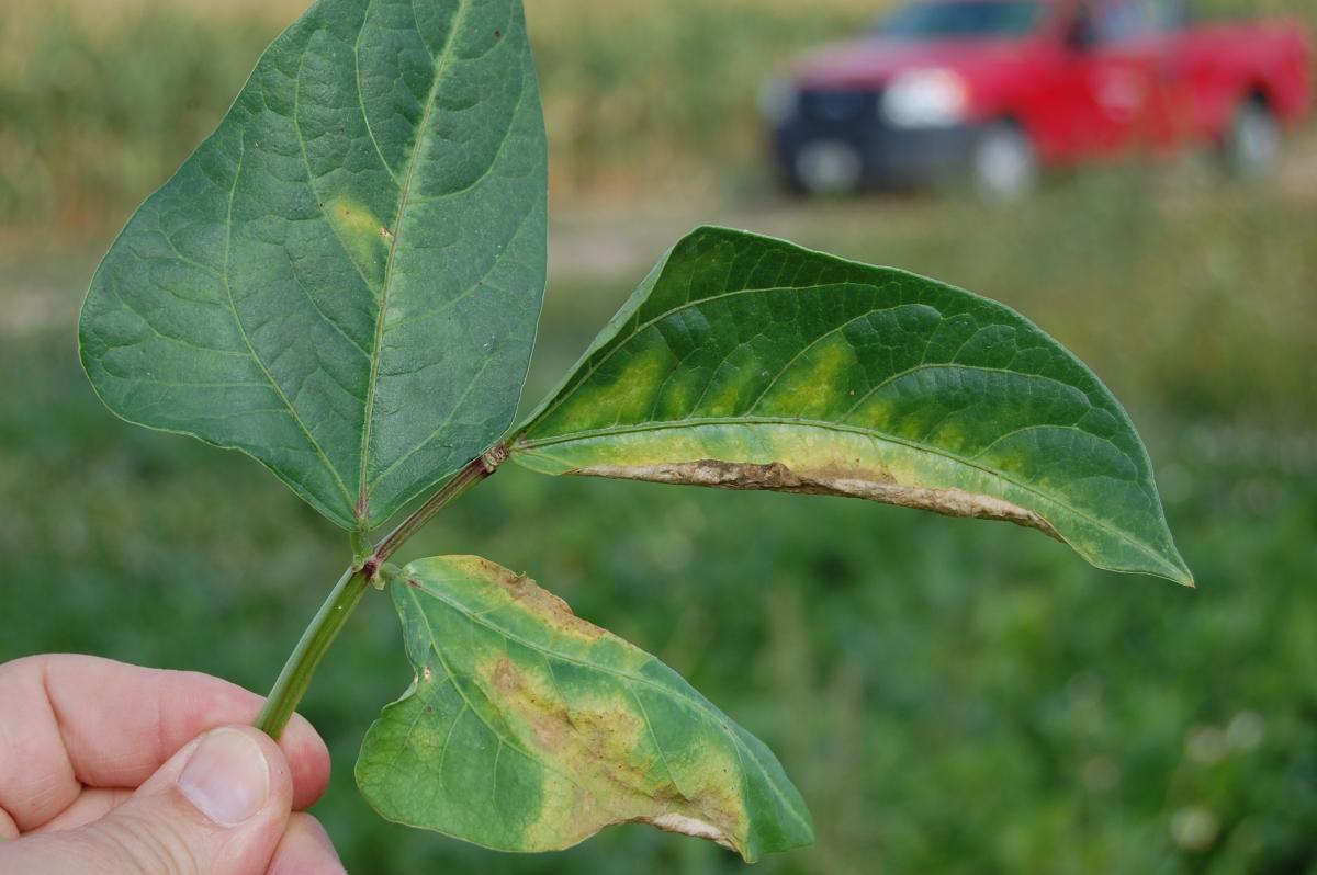 Bacterial wilt in cowpea in Nebraska