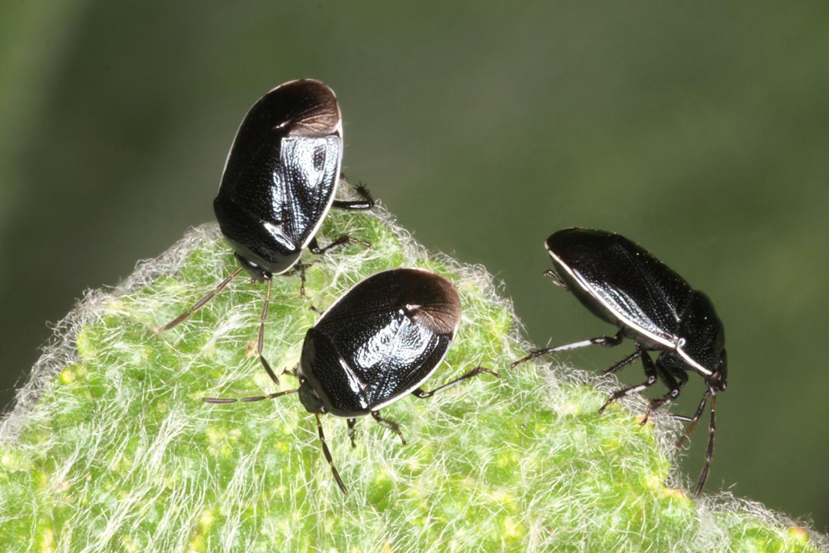Burrower bug adults