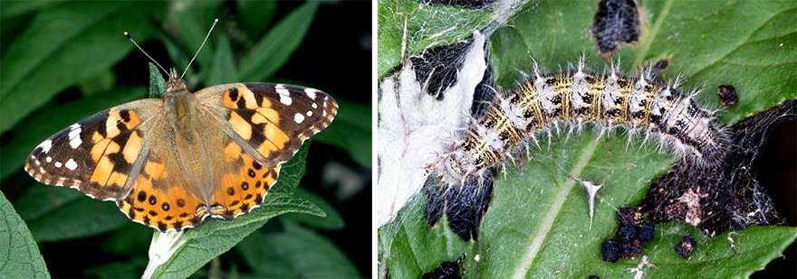 Painted lady butterfly and caterpillar