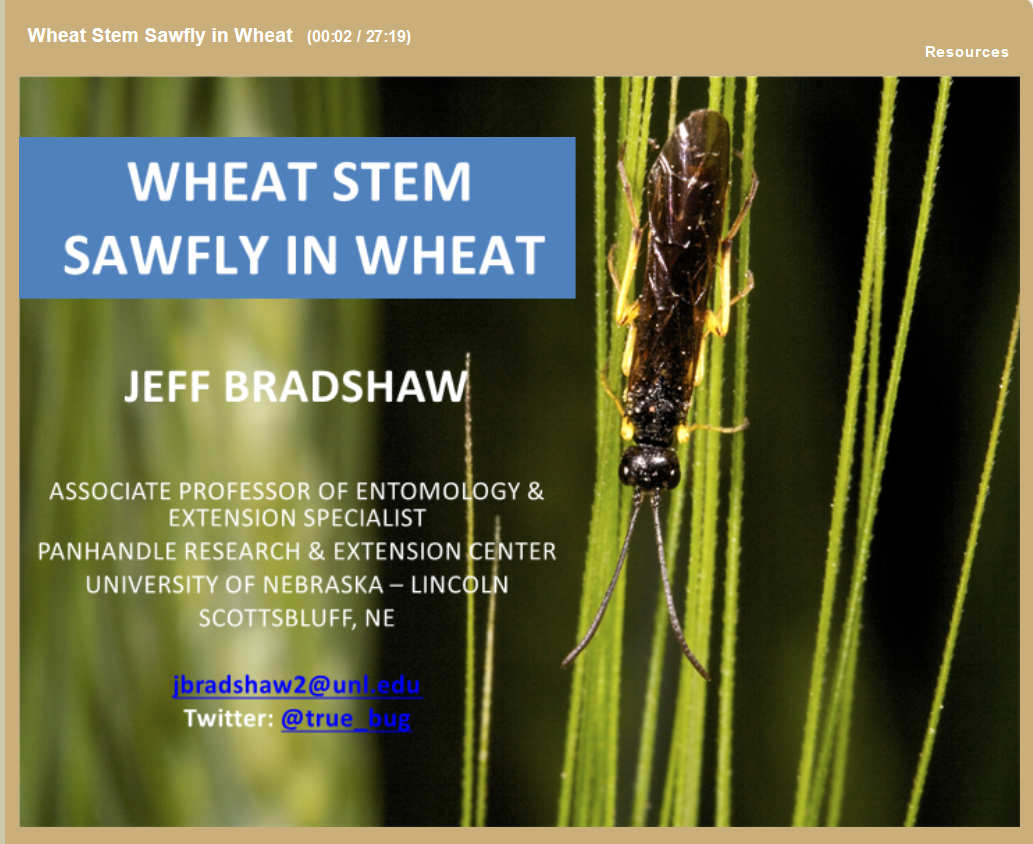 Wheat stem sawfly webinar