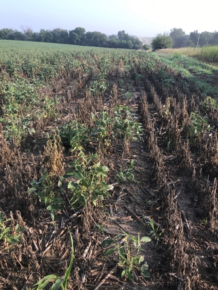 Soybean gall midge damage in the field