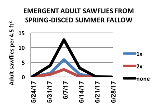 Emergent adult wheat stem sawflies from spring-disced summer fallow