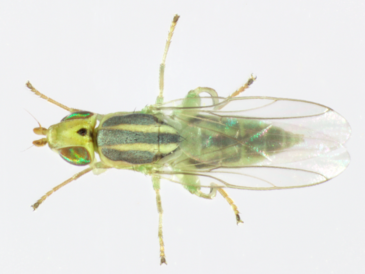 Wheat stem maggot adult