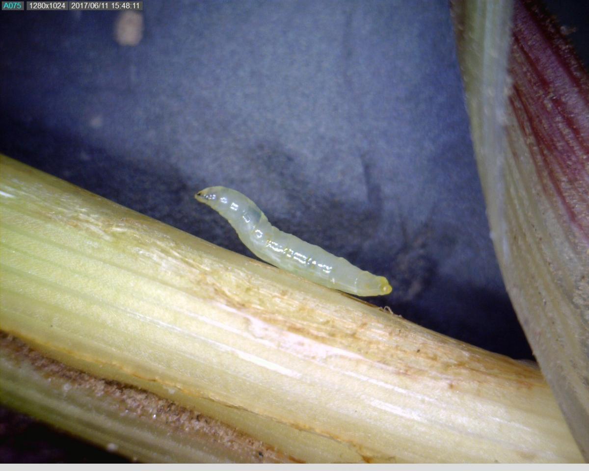 Wheat stem maggot larvae