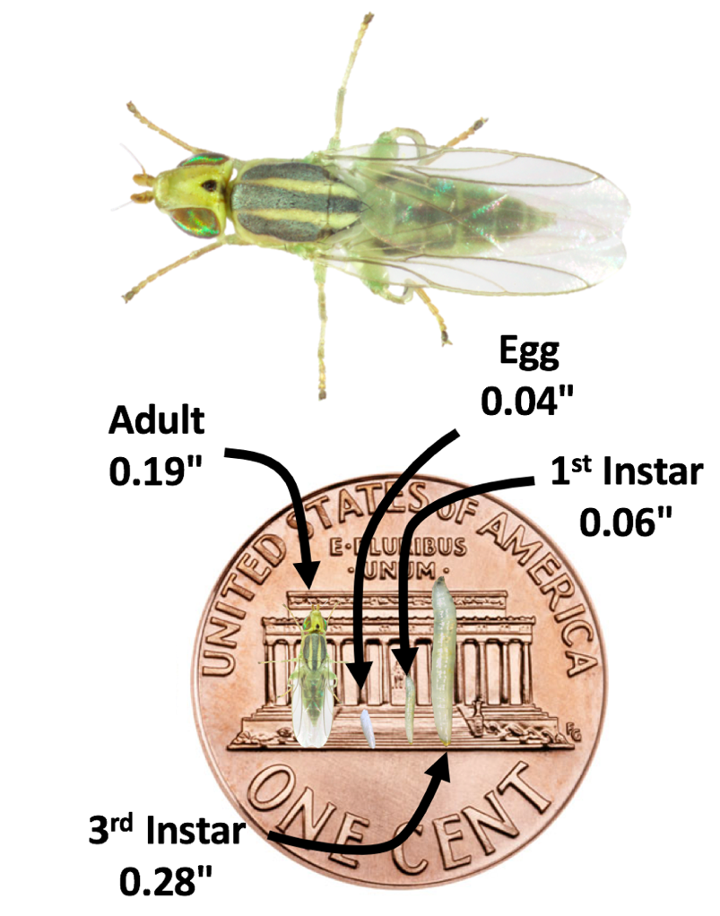 Comparison of size of wheat stem maggot at various stages with a penny