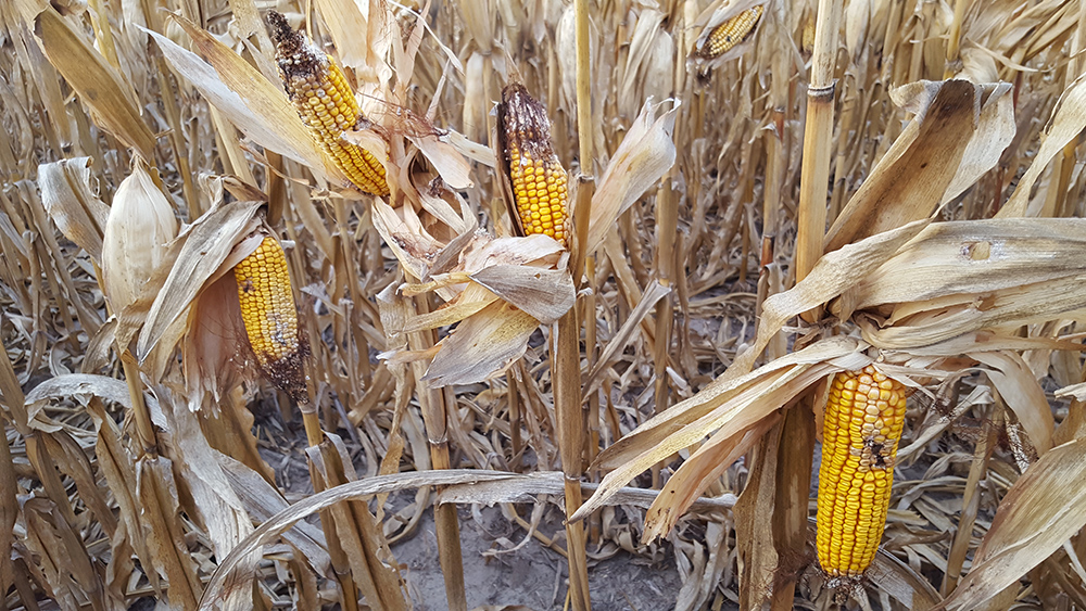 Ear rots in insect-damaged corn