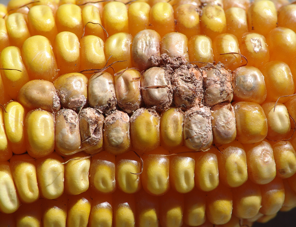 Fusarium ear rot in corn