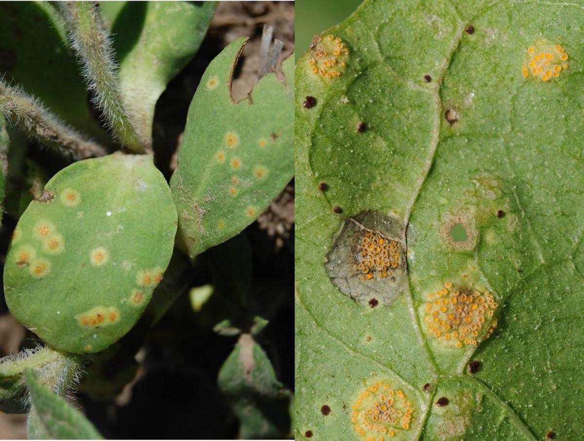 Sunflower Rust May Be Problematic In 2018 — Be Aware Cropwatch