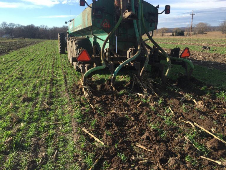 Injection of manure in rye cover crop in the fall (University of Minnesota photo)