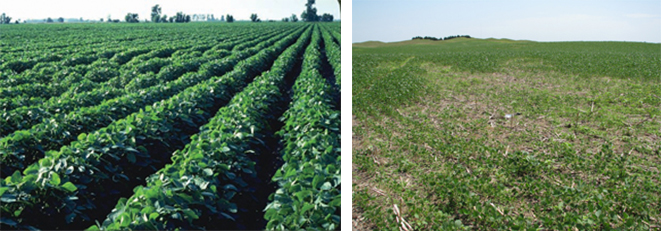 Soybean fields showing two levels of soybean cyst nematode infestation
