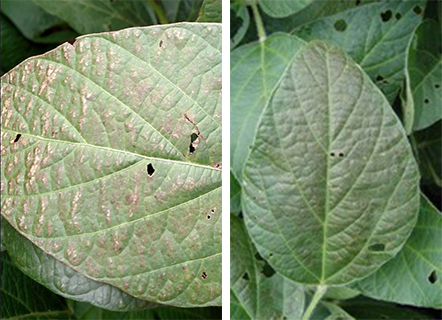 Typical leaf bronzing symptoms of Cercospora Blight 