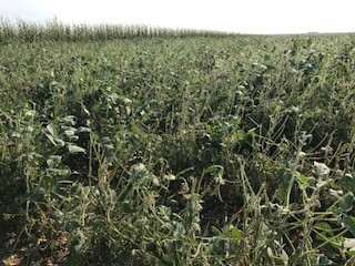 Hailed soybeans