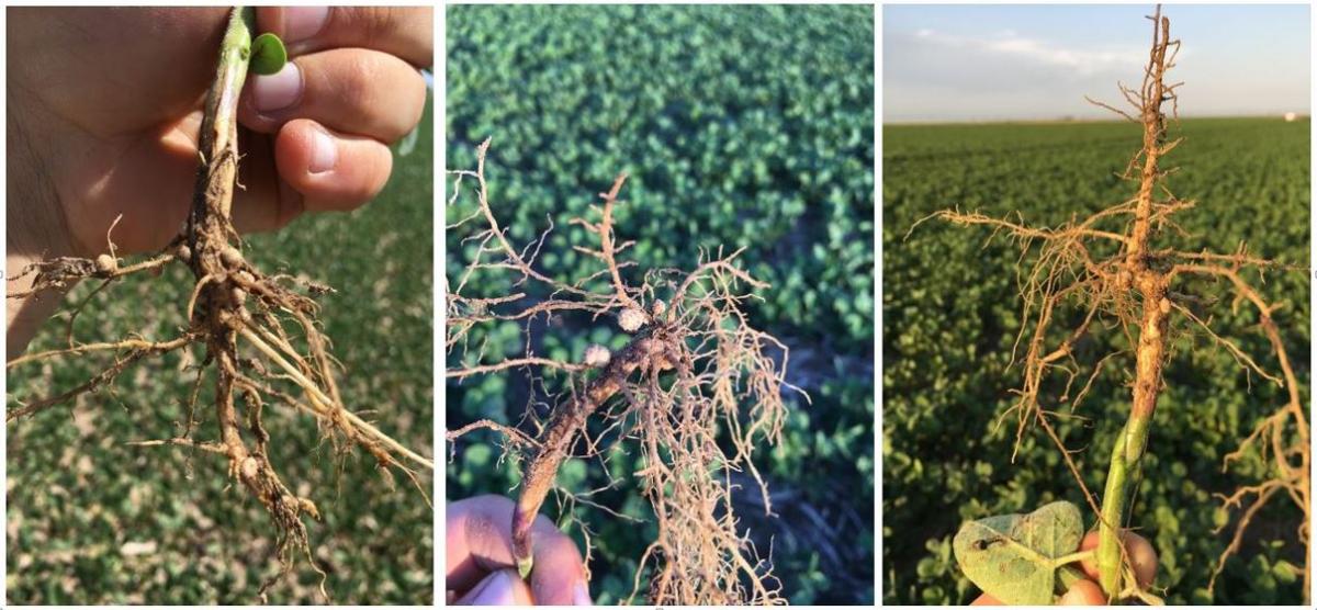 Photos of soybean nodulation at the three research sites
