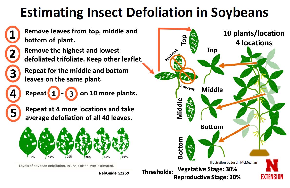 Estimating soybean defoliation injury