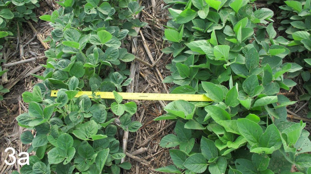 Measuring soybean growth in the field
