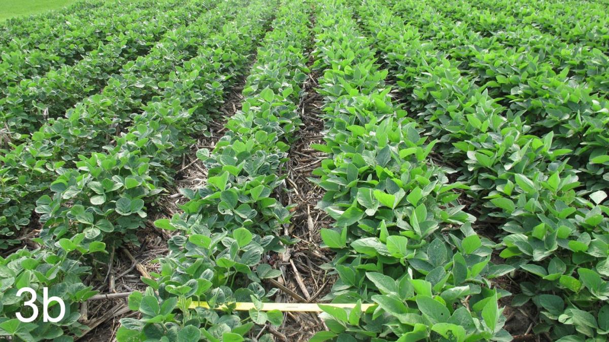 Field view of soybean