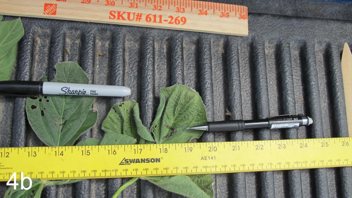 Identifying dicamba injury location on a soybean plant