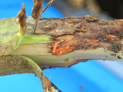 Gall midge larvae on a soybean stem