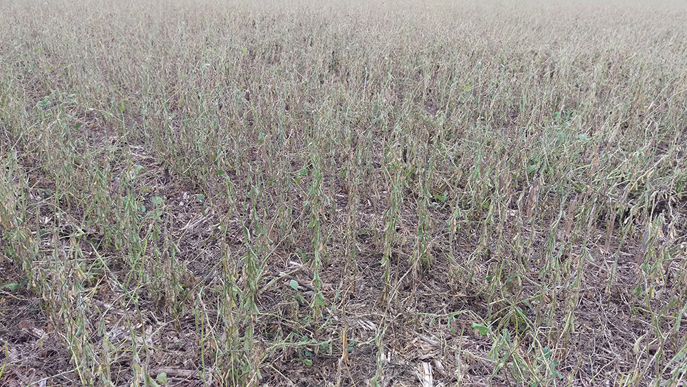 Hail-damaged soybean field