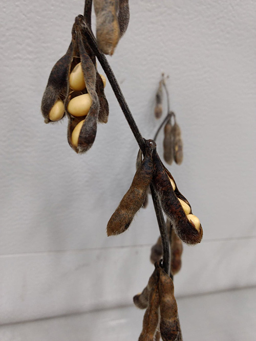 Soybean pods popping open