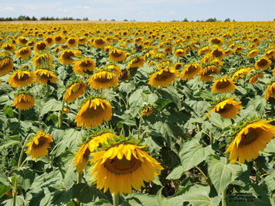 Sunflower field at the HPAL near Sidney