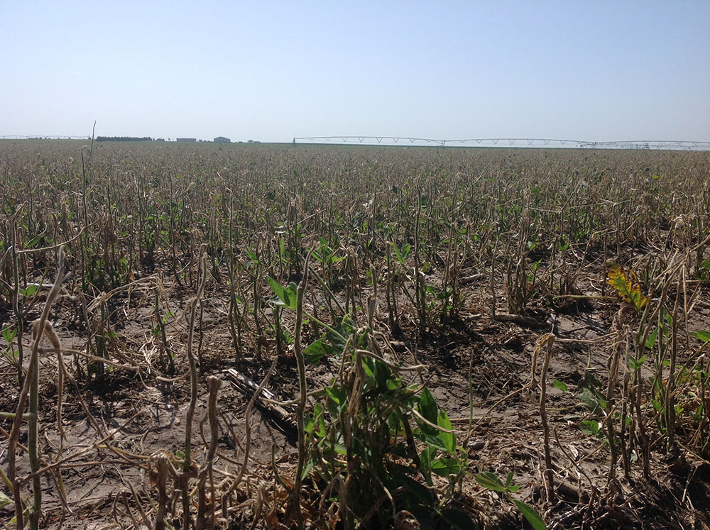 Hailed soybean field in southwest Nebraska
